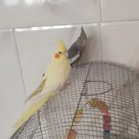 حراج عروس هلندی دو ماهه . دونخور، سالم و زیبا