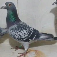 کبوتر صید قلدر