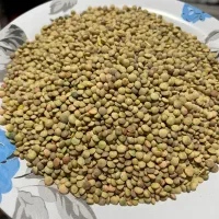 عدس محلی کیلو ۲۳۰ تمیز بدون سنگ ریزه و آشغال