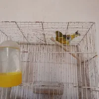 سهره وگلبسر