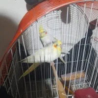 عروس هلندی.مرغ عشق.طوطی.پرنده.سهره
