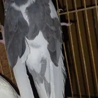 عروس هلندی نر