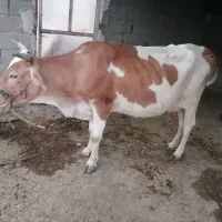 گاو