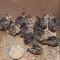 جوجه بوقلمون درجه یک