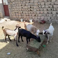 بز جفت کهره نر