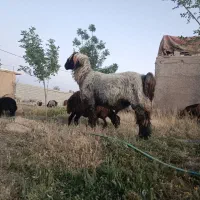 قوچ بختیاری