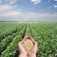 زمین کشاورزی دیم پنج  و نیم هکتار  منطقه سنجابی