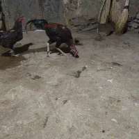 خروس لاری
