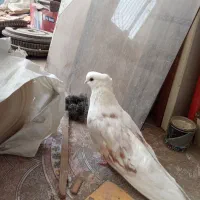 کبوتر نوک قنار