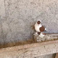 ساری قرمز ابلاغ