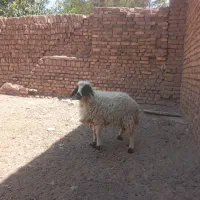 بره ماده
