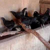 تخم نطفه دار ایام سمانی اندوزی