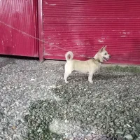 یک عدد پاکوتای سرابی نر