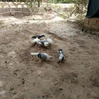 کبوتر|پرنده|بندر گناوه, |دیوار
