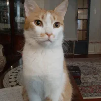 گربه گمشده به یابنده حتما مژدگانی هدیه میشود