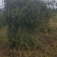 یونجه خالص چین دوم پشه دورا