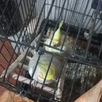 عروس هلندی مست و آواز خان