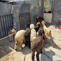 فروش بره. بز. پازن