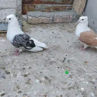 کبوتر پشت