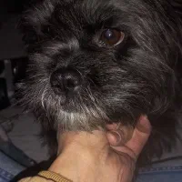 سگ فروش|سگ|تهران, امام حسین|دیوار