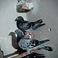 کبوتر