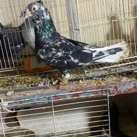 کفتر|پرنده|مشهد, شهید معقول|دیوار
