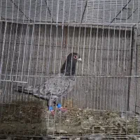 کبوتر|پرنده|مهران (ایلام), |دیوار