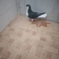 قیمت ۴۵۰