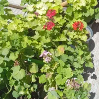 گل های زیباومقاوم