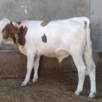 گوساله نر سیمینتال