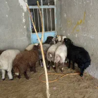 6راس بره نر