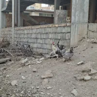 خروس گلین