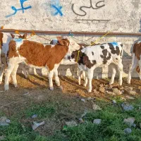 گوساله فروشی