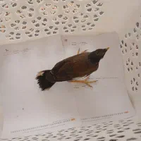 جوجه مرغ مینا