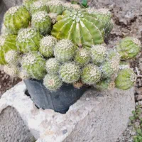 تعدادی گل به فروش میرسد
