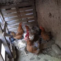 مرغ و خروس خانگی
