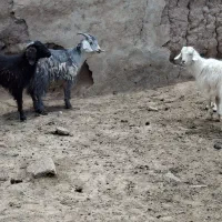 فروش ۵ راس بزغاله ماده و یک راس بزغاله نر