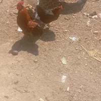 مرغ سیاه