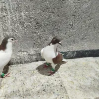 کفتر