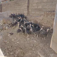جوجه بوقلمون 75 روزه