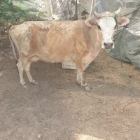 گاو