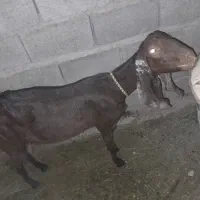 بز  سه قلو