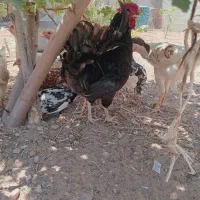 مرغ‌وخلفه‌وخروس‌گلین