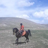 اسب|اسب و تجهیزات اسب‌سواری|الیگودرز, |دیوار