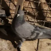کفتر