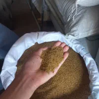 بذر پونجه (بوجاری شده)