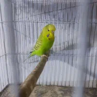 مرغ عشق انگلیسی و پروانه ای ماده