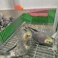 عروس هلندی جفت