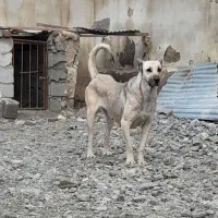سگ سرابی