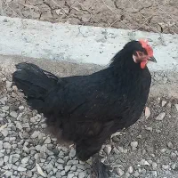 مرغ نژاد برهما